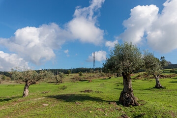 Old olive trees in Portugal