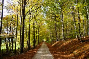 a road leading through the scenic sun-drenched autumnal forest in the Bavarian countryside (Konradshofen village in Bavaria, Germany)