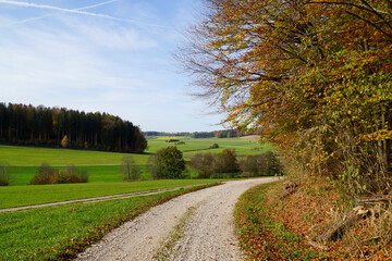 Fototapeta na wymiar a road leading through the scenic sun-drenched autumnal landscape with yellow trees and still green meadows of the Bavarian countryside (Konradshofen village in Bavaria, Germany)