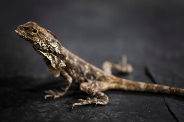 lizard on a stone