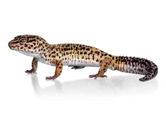 Ocelot Gecko