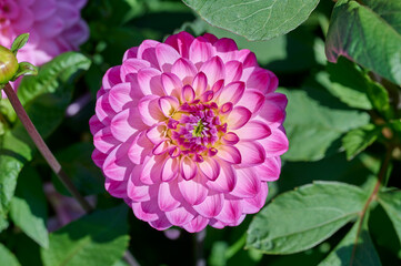 light and dark pink dahlia with yellow, green and purple heart surrounded by leaves