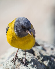 Cometocino ave chile bird cordillera