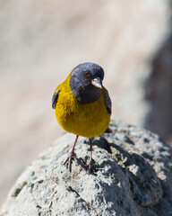 Cometocino ave chile bird cordillera