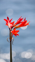 A&ntilde;a&ntilde;uca Flor del desierto de Chile