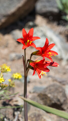 Añañuca Flor del desierto de Chile