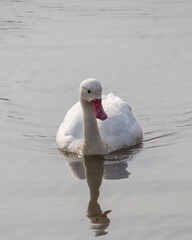 Cisne nadando en laguna chile