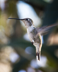 Picaflor chico Picaflor del Norte en una rama