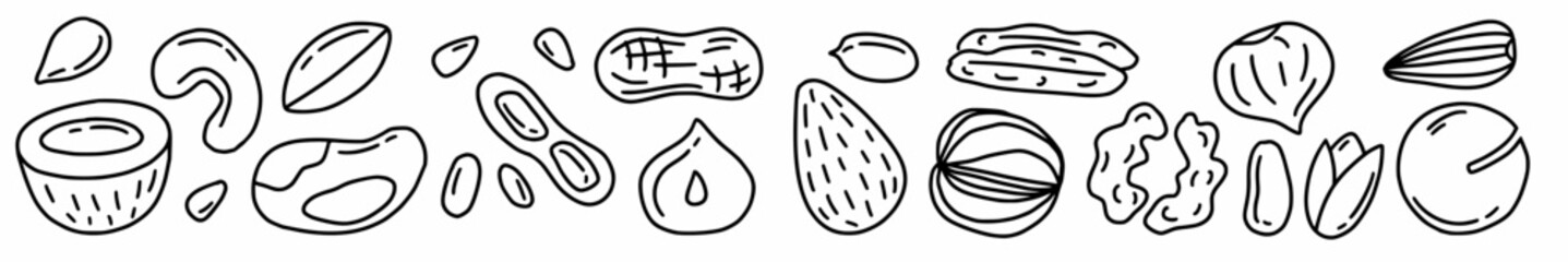 Vector horizontal pattern with different types of nuts hand-drawn in doodle style.