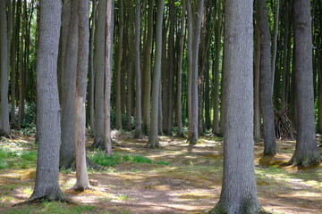 Forest with tall vertical tree trunks