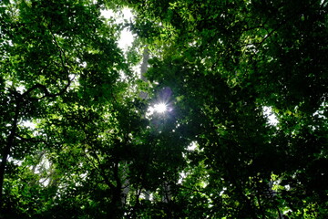 Fototapeta na wymiar Sunstar seen through green leaves