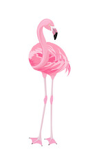 Naklejka premium Pink flamingo in full growth, highlighted on a white background, front view, looks straight, slightly turned neck, bright feathers. Printing on any surface