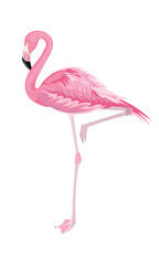 Pink flamingo in full growth, highlighted on a white background, side view with raised leg, curved neck, bright feathers. Printing on any surface