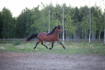 Running mare in the open air