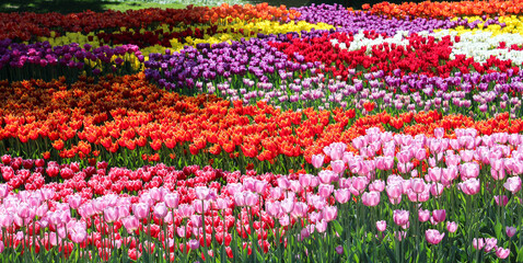 A meadow of blooming colorful tulips. Spring flowers. Fields of tulips.