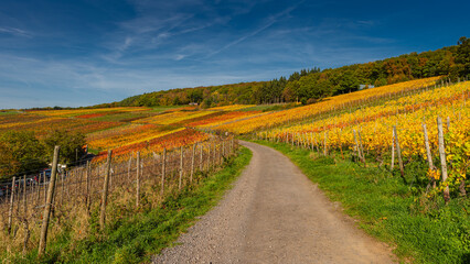Naklejka premium Der Rotweinwanderweg in den Weinbergen der Ahr im Goldenen Oktober 2022
