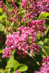 Purple lilac flowers photographed close-up. Botanical Garden. Spring flowers.