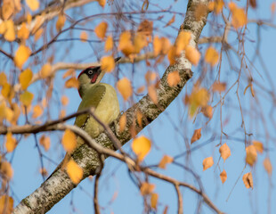 bird on a tree