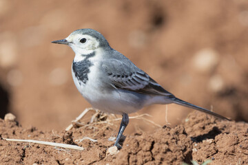 White wagtail - Motacilla alba on the ground with brown background. Photo from Akrotiri in Cyprus.
