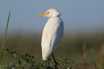 Cattle egret - Bubulcus ibis with dark green - blue background. Photo from Akrotiri in Cyprus.