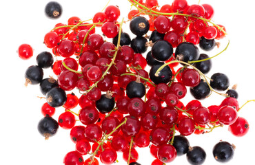 currant berries isolated