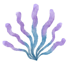 seaweed watercolor marine plant
