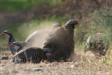 Chukar partridges or chukar, Chakors - Alectoris chukar in dust. Photo from Akrotiri in Cyprus.