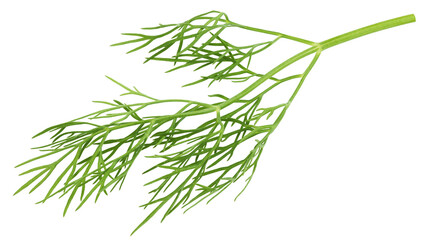 Dill isolated on white background, full depth of field, clipping path