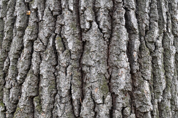 Bark on an oak trunk