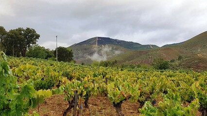 Parras en a Ribeira Sacra, Galicia