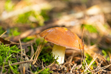 mushroom growing in a pine forest in autumn