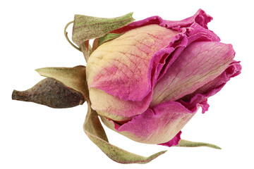 dried Rose, isolated on white background, clipping path, full depth of field