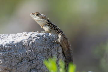 Laudakia stellio, starred agama, roughtail rock agama, hardun basking on rock with dark green background. Photo from Agia Napa in Cyprus.