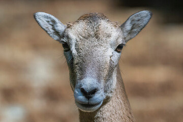 Portrait of young cyprus mouflon - Ovis gmelini ophion standing on road. Photo from Cyprus.