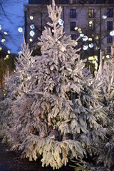 Sapins de Noël enneigés