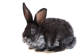 Obraz premium black rabbit isolated