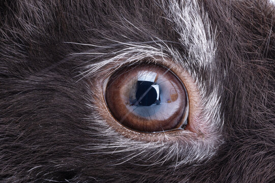 black rabbit isolated