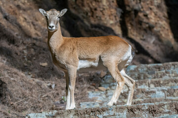 Naklejka na ściany i meble Young cyprus mouflon - Ovis gmelini ophion standing on road. Photo from Cyprus.