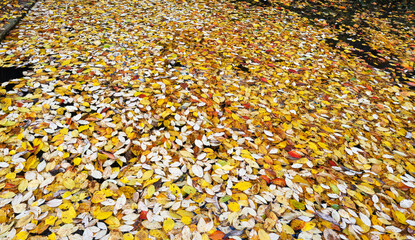 many autumn leaves floating