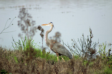 Great Blue Heron