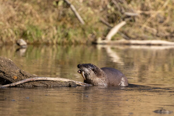 European otter on the Vistula River in Poland, eats fish, fish hunting