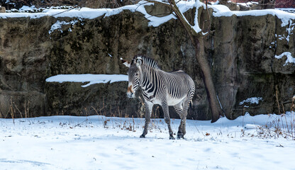 Fototapeta premium Zebra in Chicago Zoon in Winter
