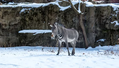 Foto op Plexiglas Zebra in Chicago Zoon in Winter © xingze