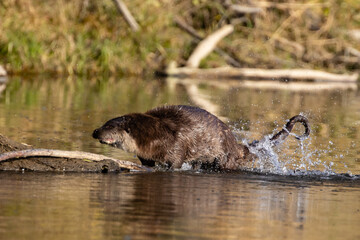 European otter on the Vistula River in Poland, eats fish, fish hunting