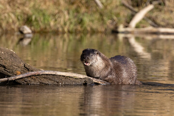 European otter on the Vistula River in Poland, eats fish, fish hunting