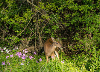 Deer in the woods