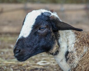 Closeup of a cute Dorper sheep