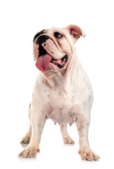 english bulldog in studio