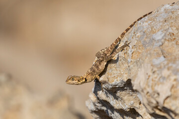 Laudakia stellio, starred agama, roughtail rock agama, hardun basking in the sun. Photo from Agia Napa in Cyprus - Stellagama stellio cypriaca.