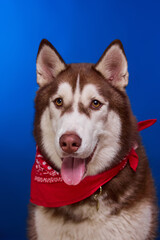 A smiling Siberian husky dog in a red bandana on a blue background. The dog looks at the owner with loving eyes, waiting for treats.